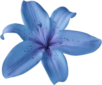 Flower emote for Discord