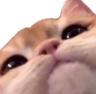 catwuh emote for Discord