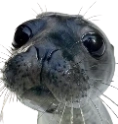 finnegas emote for Discord