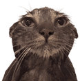 wetcatstare emote for Discord