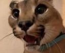 FloppaShocked emote for Discord