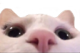 catlurk emote for Discord