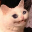 cryingcat emote for Discord