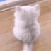 catwaitwagtail emote for Discord