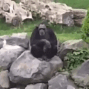 monkey emote for Discord