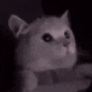 Flashbang_Cat emote for Discord