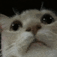 Mod_Check_Cat emote for Discord