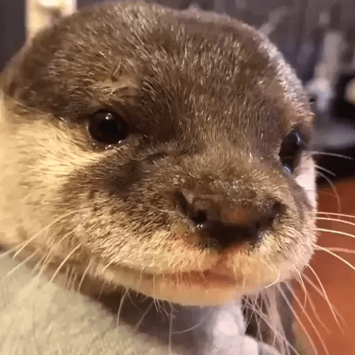 otter emote for Discord