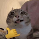 partycat emote for Discord