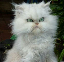 Angrycat emote for Discord