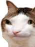 kiisu_dumb emote for Discord