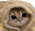 CatCozy emote for Discord