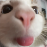 blehE emote for Discord