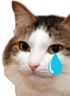 kiisu_cry emote for Discord