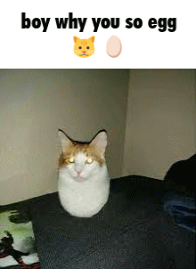 eggcat emote for Discord