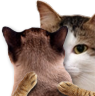 kiisu_hug emote for Discord