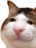 kiisu_sniff emote for Discord