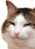 kiisu_suspicious emote for Discord