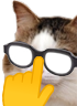 kiisu_trumpf emote for Discord