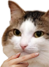 kiisu_think emote for Discord
