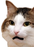 kiisu_surprised emote for Discord