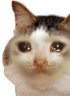 kiisu_sad emote for Discord