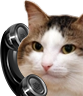 kiisu_phone emote for Discord