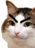 kiisu_mad emote for Discord