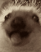 gif emote for Discord