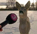 deerinterview emote for Discord