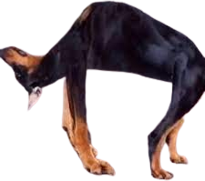 AsuKayang emote for Discord