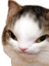 kiisu_iq emote for Discord