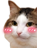 kiisu_blush emote for Discord