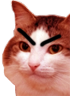 kiisu_angry emote for Discord