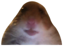 Dahampter emote for Discord