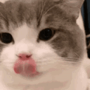 CatMlem emote for Discord