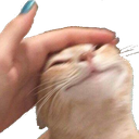 catpat emote for Discord