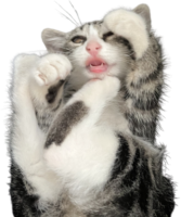 cat2 emote for Discord