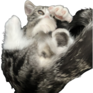 cat1 emote for Discord