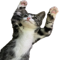 Cat emote for Discord