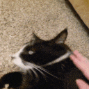 sparkysnif emote for Discord
