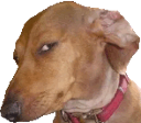 Capping_Dog emote for Discord