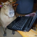SmartCapybara emote for Discord
