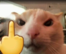 CatMiddleFinger emote for Discord