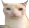 Cat emote for Discord
