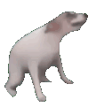 dogdance emote for Discord