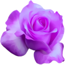purple_flower emote for Discord