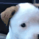 woof emote for Discord