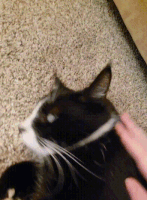 sparkysniff emote for Discord