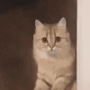 Cat_Leave animated emote